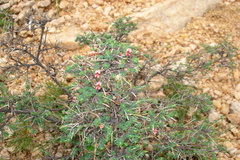 Indigofera aspalathoides